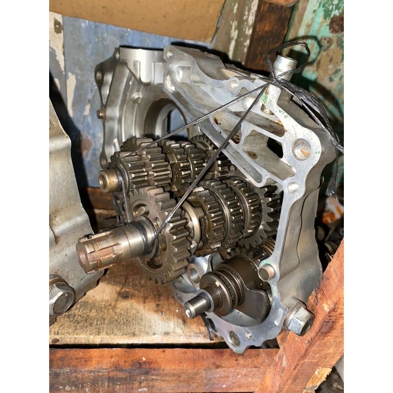 rasio tiger revo tahun muda fullset