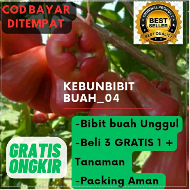 jambu madu merah  bibit unggul
