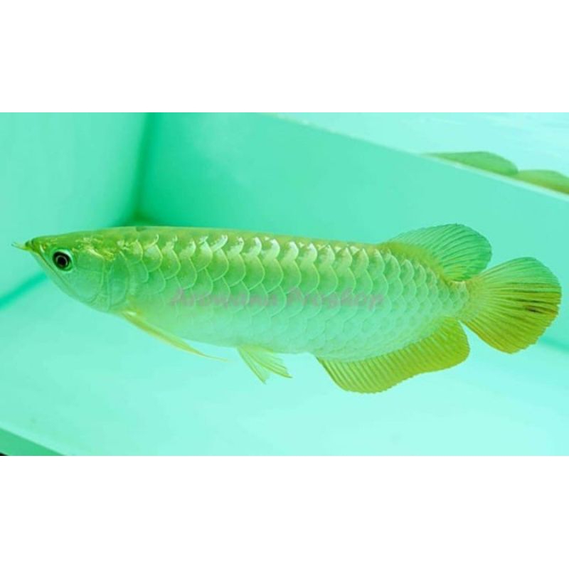 Arowana/Arwana Green Pino 12-14 CM