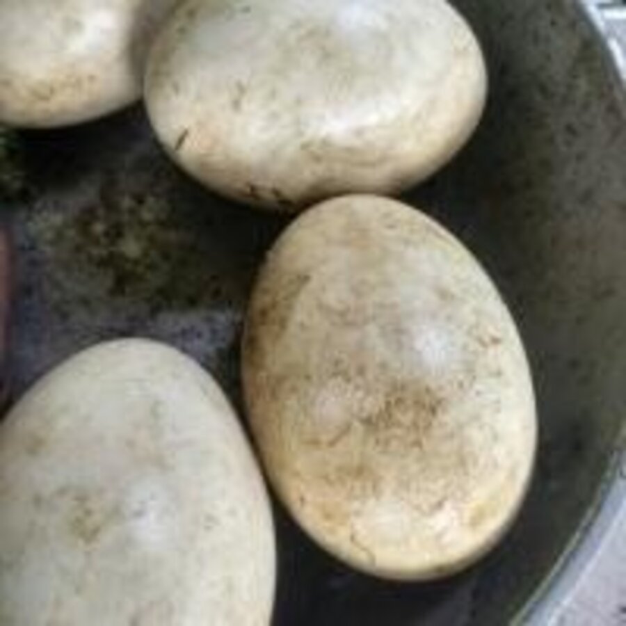 

telur angsa busuk gagal netas