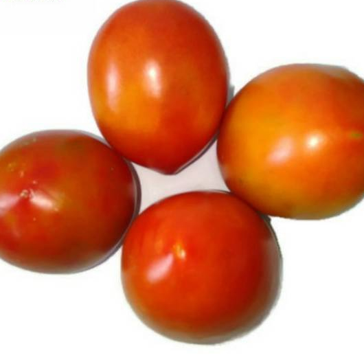 

Replika tomat merah/tomat hijau