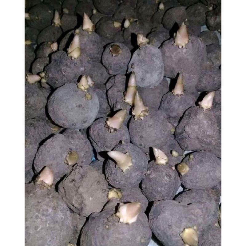 Porang katak super bibit berkualitas