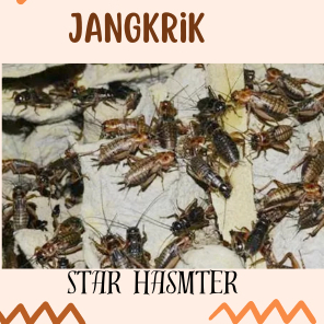 Jangkrik hidup - pakan burung ikan reptil jangkrik hidup