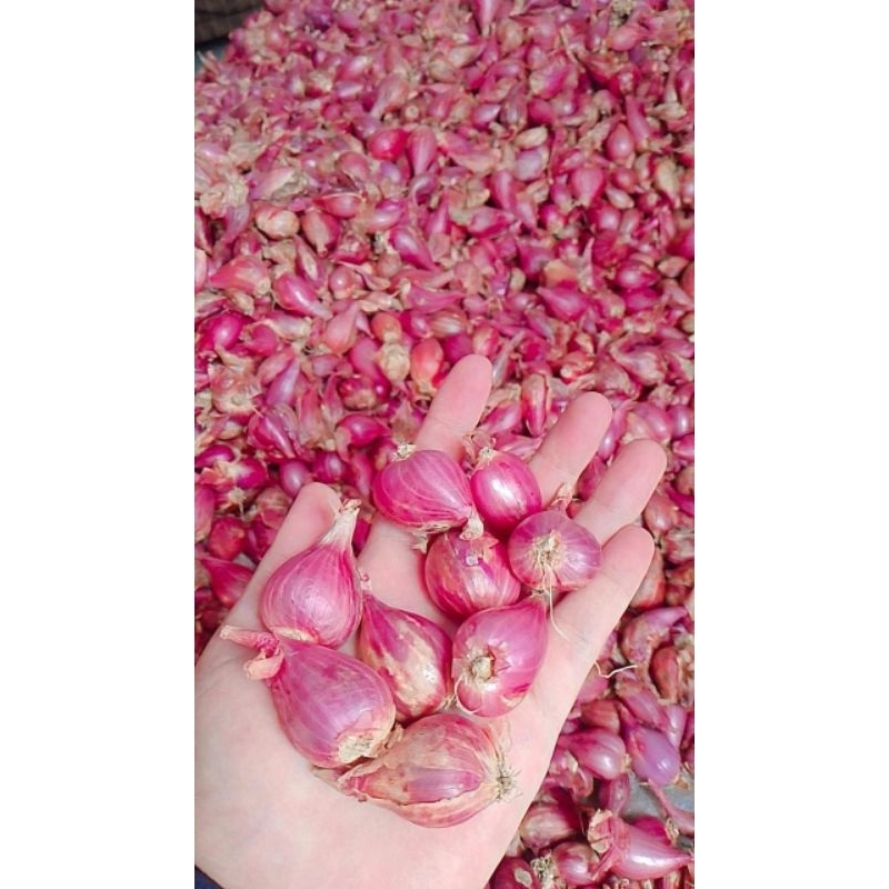 

Bawang Merah 1/4 KG