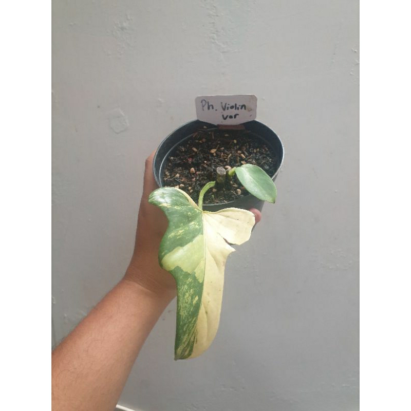 Philodendron Violin Varigata