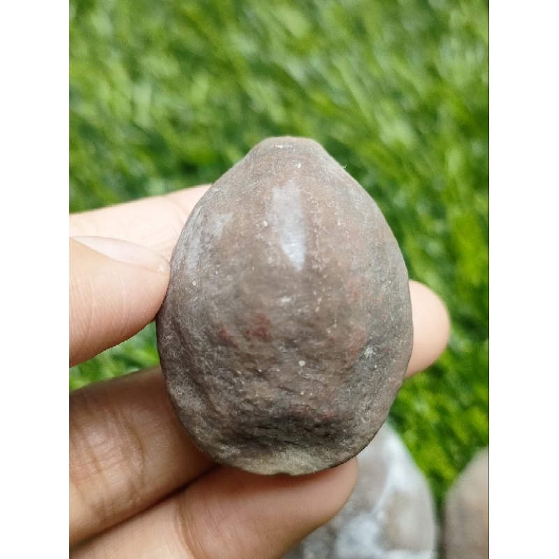 MUNCANG ADU JAYANTI SI DOMPET ORIGINAL