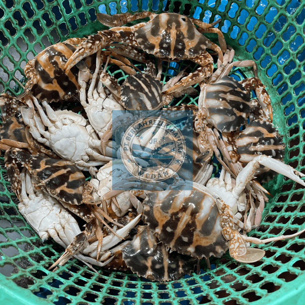 

Kepiting Merah per kg