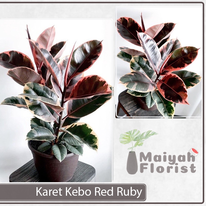 Tanaman Hias Herbal Karet Kebo Red Ruby - Variegata Merah - Ficus elastica - Rubber Figs