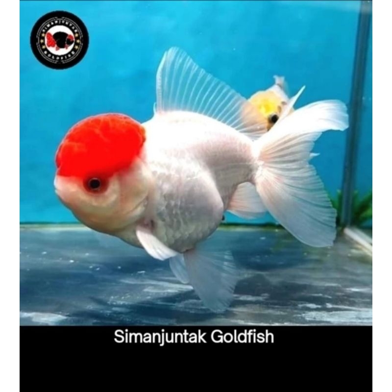 oranda red tanco / ikan mas koki oranda red tanco