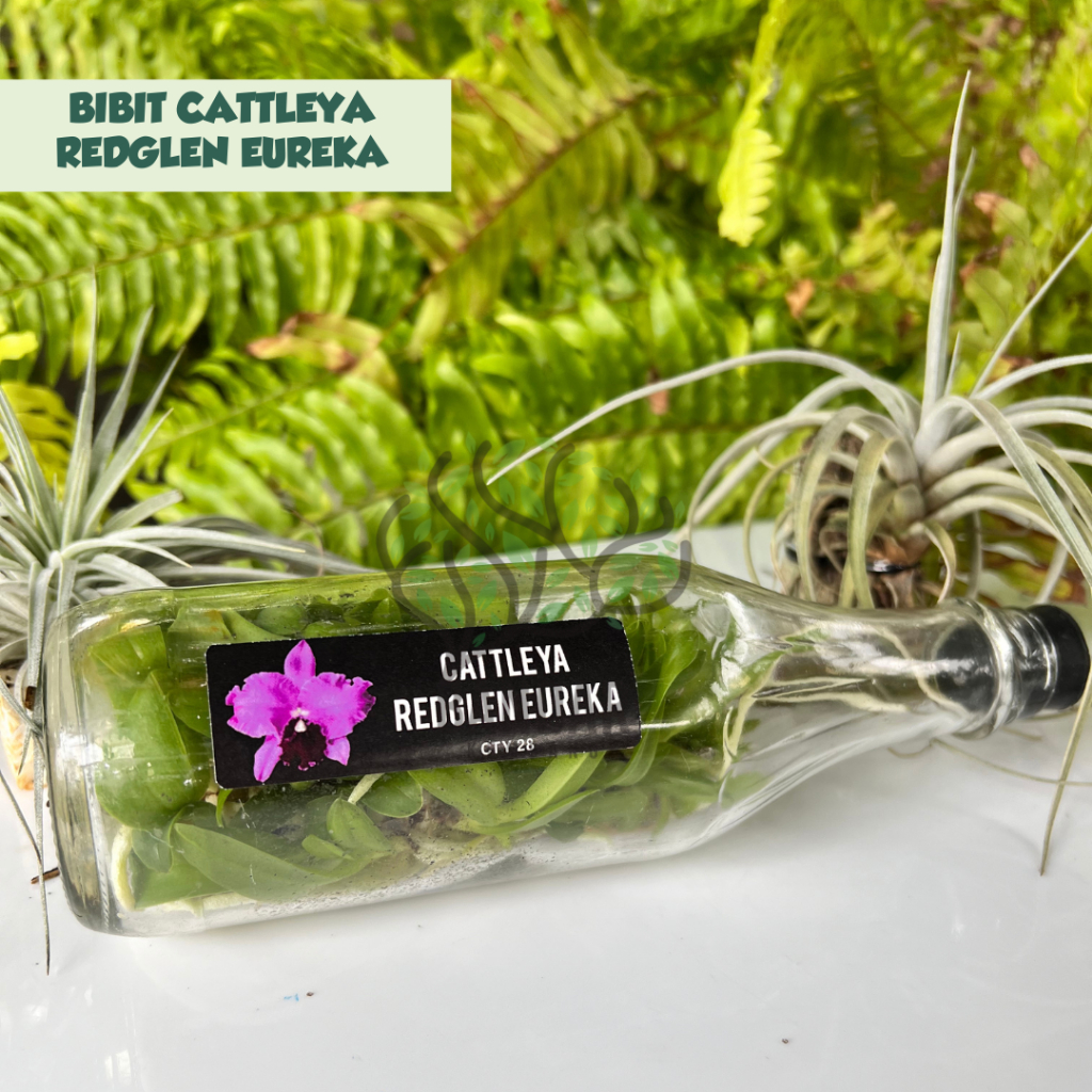 Anggrek Botolan Bibit Cattleya Koleksian Redgell Euraka Bunga Jumbo Wangi