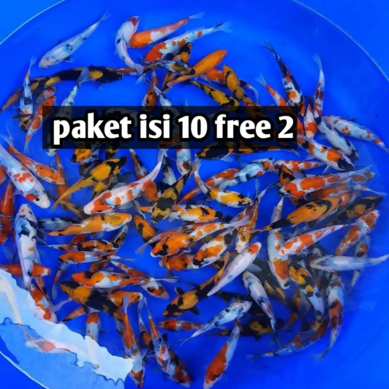 koi showa mix shiro utsuri paket isi 10 free 2