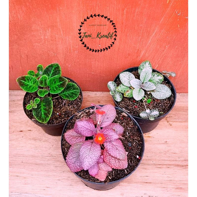 Paket 3 jenis episcia sudah sulur , Pink Flaminggo , Lemonzest , Green Velvet/ emerald