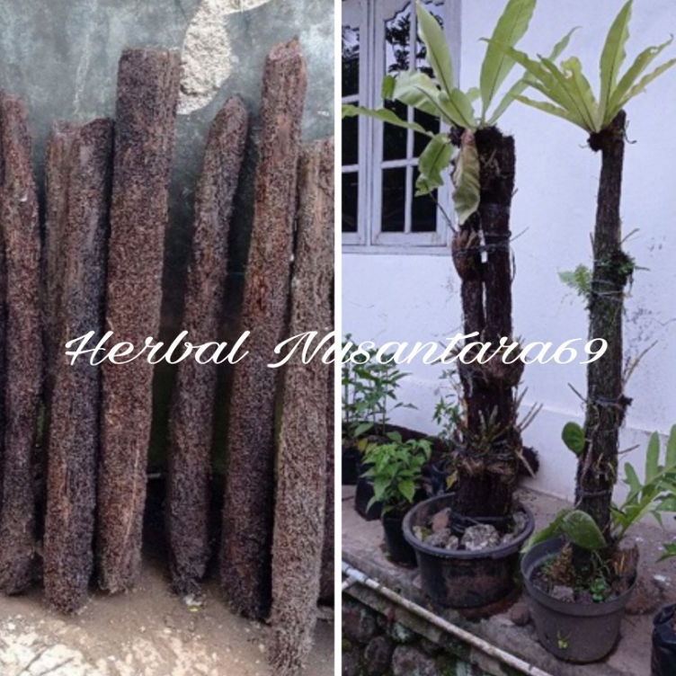 ART U13Q Batang Pohon Pakis Media Tanam Anggrek tinggi 75cm lebar 8cm