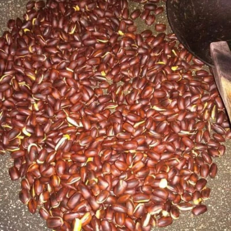 Biji pohon trembesi/keduh