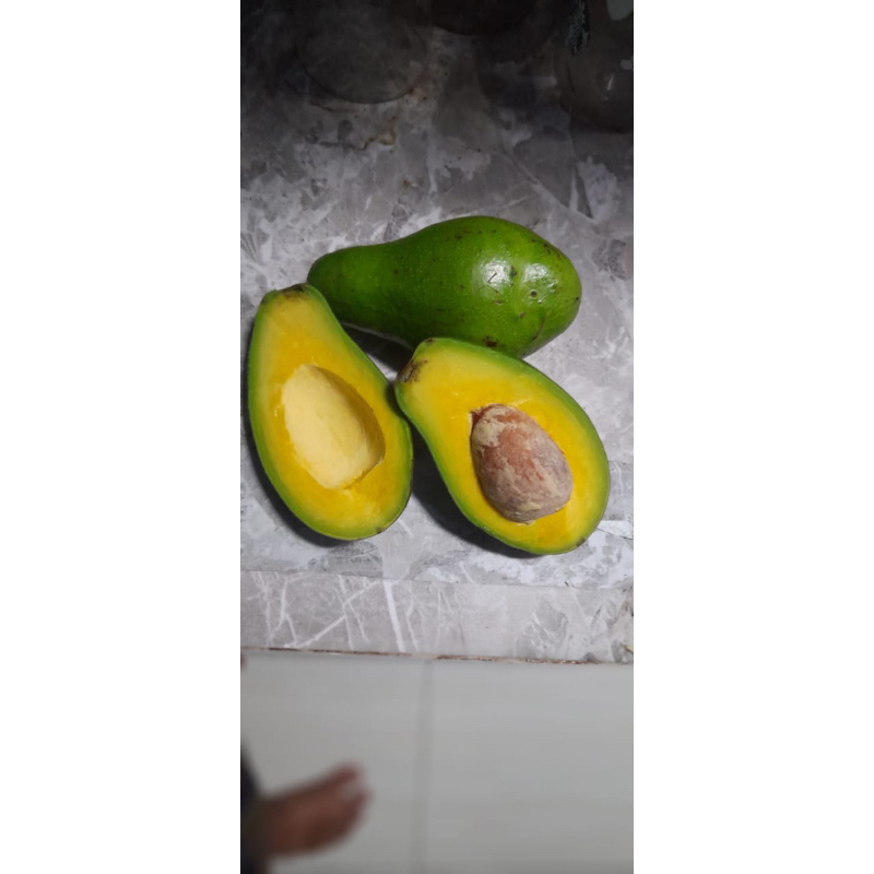 

alpukat mentega super