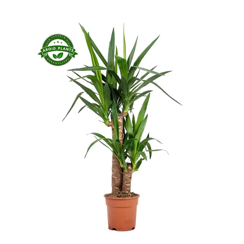 Tanaman Hias Yucca Elephantipes - Pohon Pandan Bali