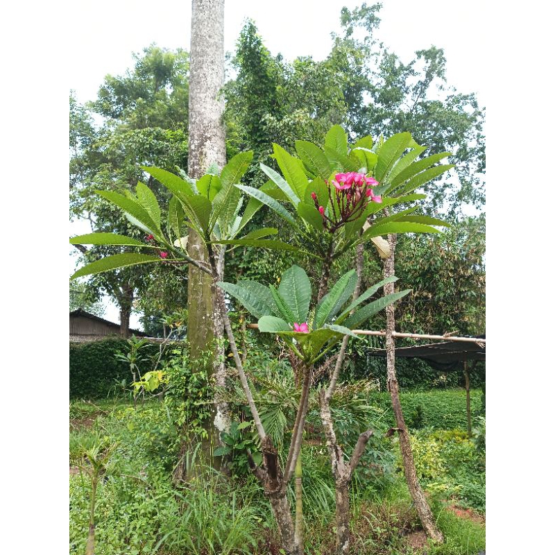 Pohon Kamboja Bali bunga pink