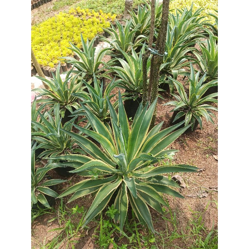 Tanaman Hias Agave King Besar