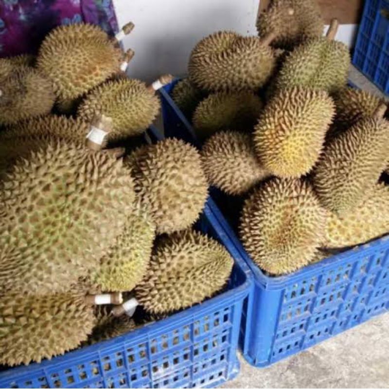buah durian Montong segar utuh harga per kg