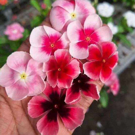 Benih Bunga Vinca Nirvana - Vinca Nirvana Series