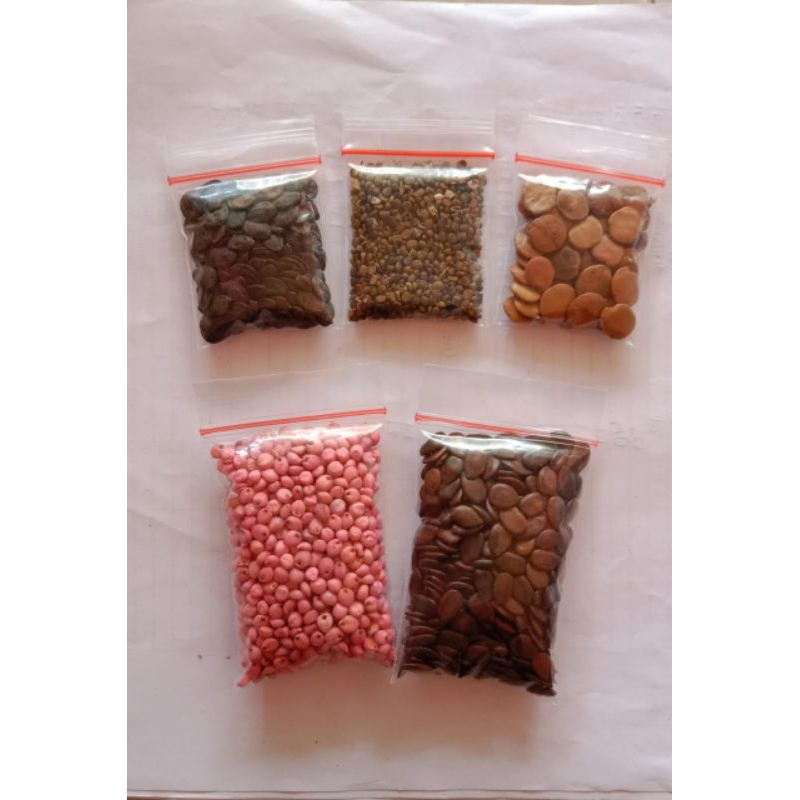 Paket Bibit Untuk Bank Pakan, Indigofera, Kaliandra, Gamal, Reside, Sorgum, Lamtoro Taramba