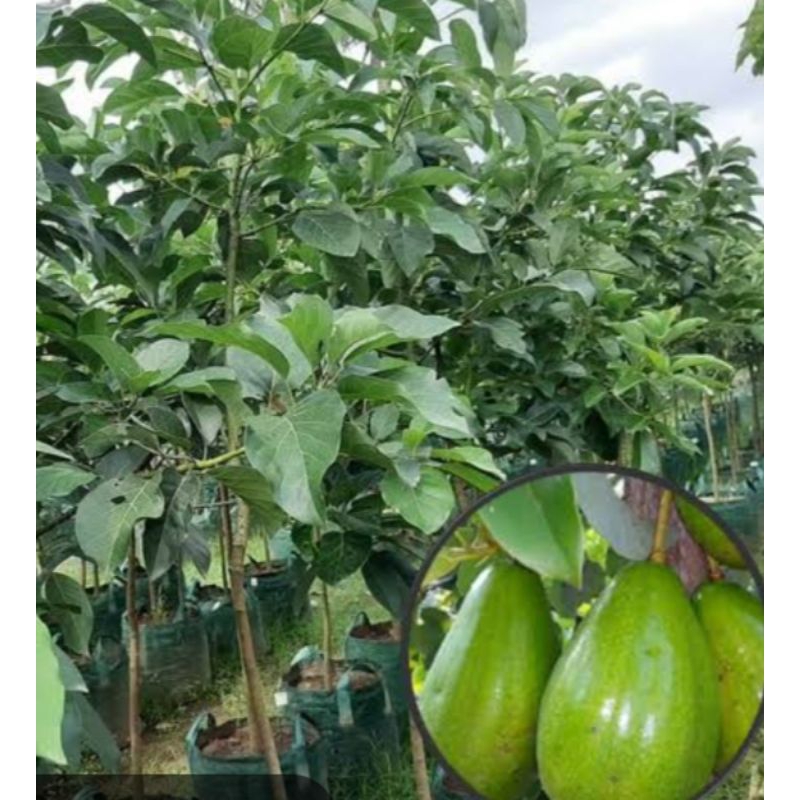 Alpukat aligator.siap berbuah