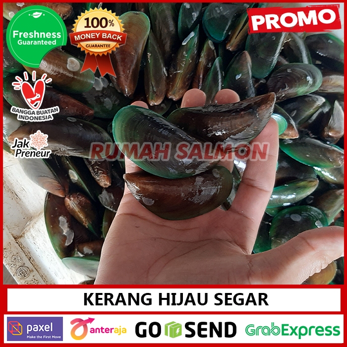 

Kerang Hijau FRESH / KERANG LAUT SEGAR SEAFOOD / kerang ijo Bersih