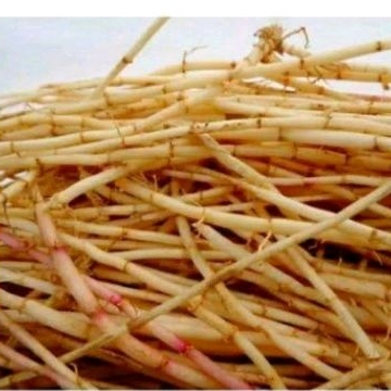 

Akar alang alang sgar 1 kg alang alang herbal