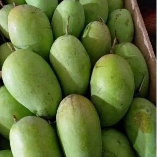 

Mangga Budi Raja Fresh Jumbo / Kg