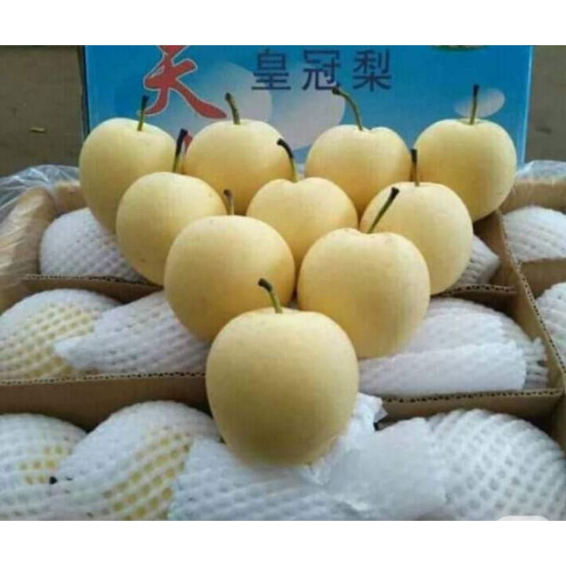 

Buah pear Century/pir madu(500g)