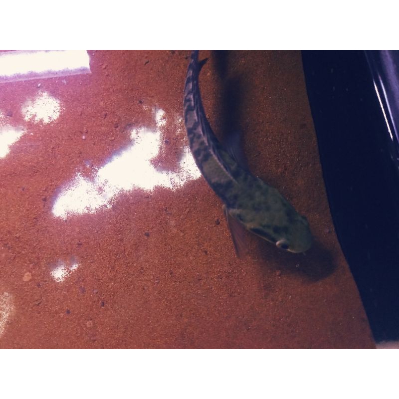 Miniatur maru ys uk 17cm simet bercabung mental aman calon batik