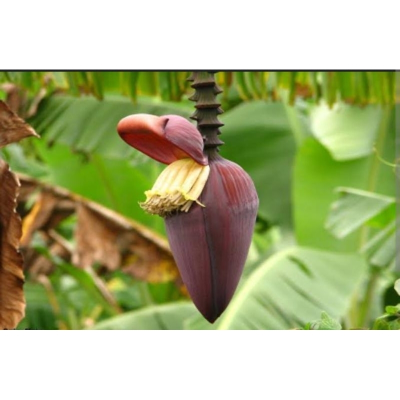 

jantung pisang fresh langsung petik