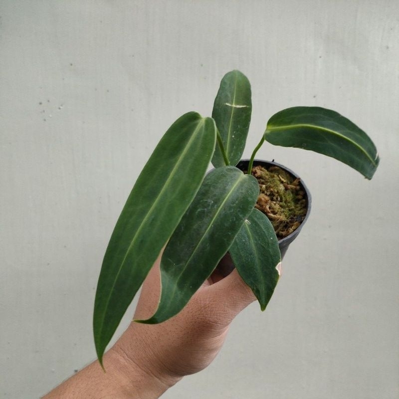 Anthurium Warocqueanum / Lidah Gajah