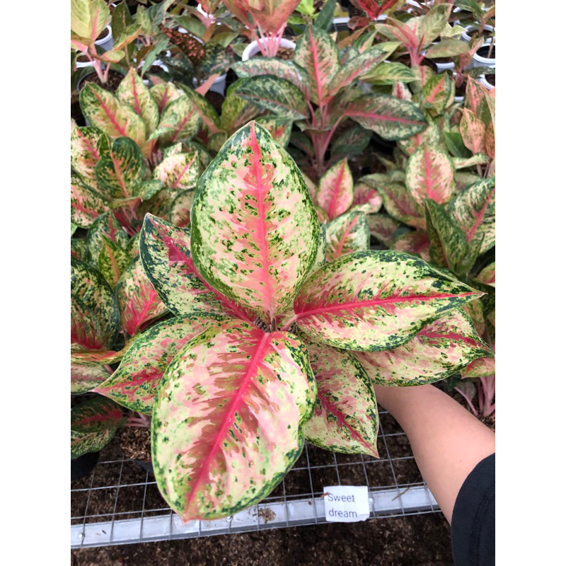 Aglaonema Sweet dream