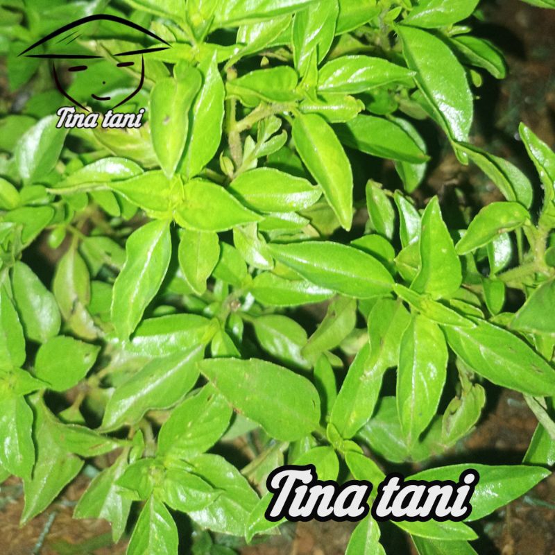 

100 gram daun kemangi