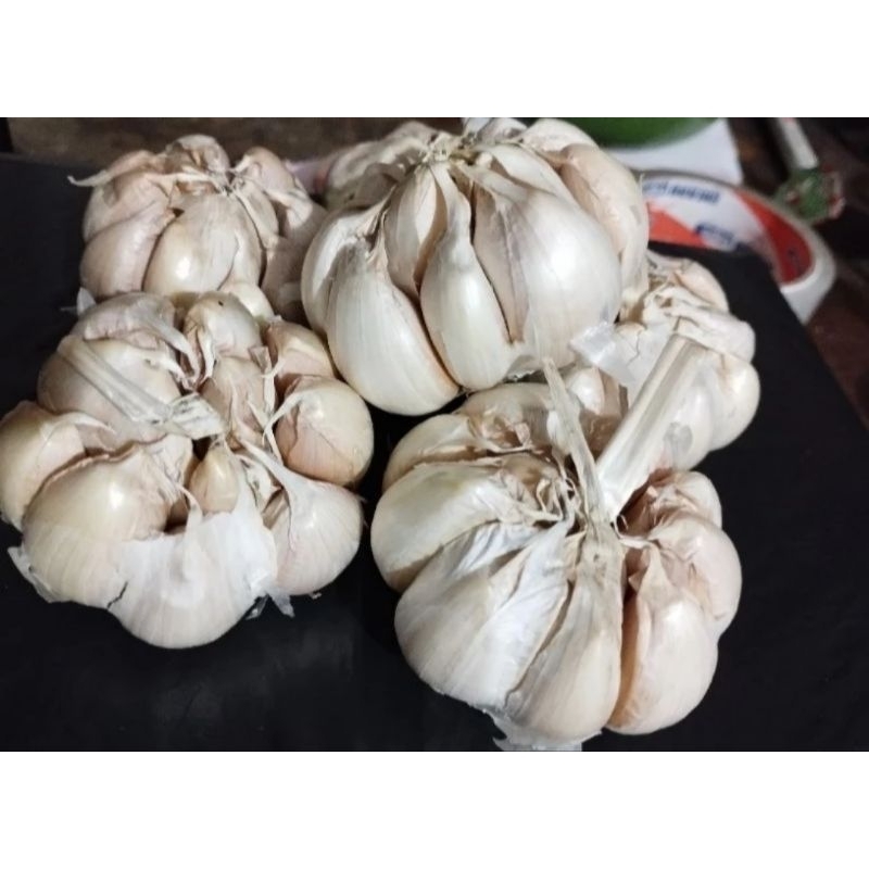 

Bawang putih sinco