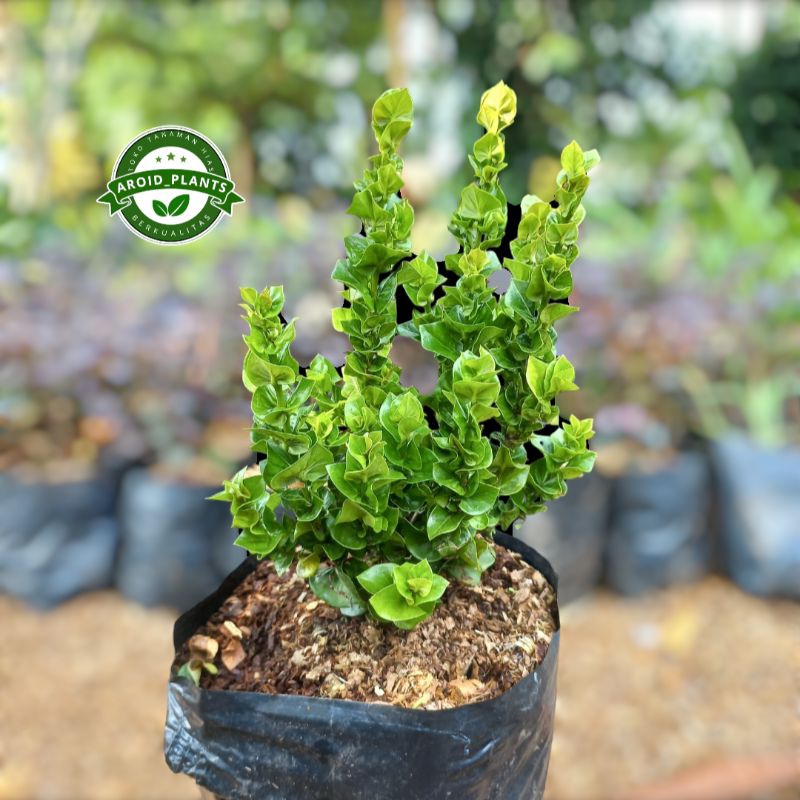 Tanaman Hias Asoka Tusuk Sate - Pohon Bunga Soka Tusuk Sate