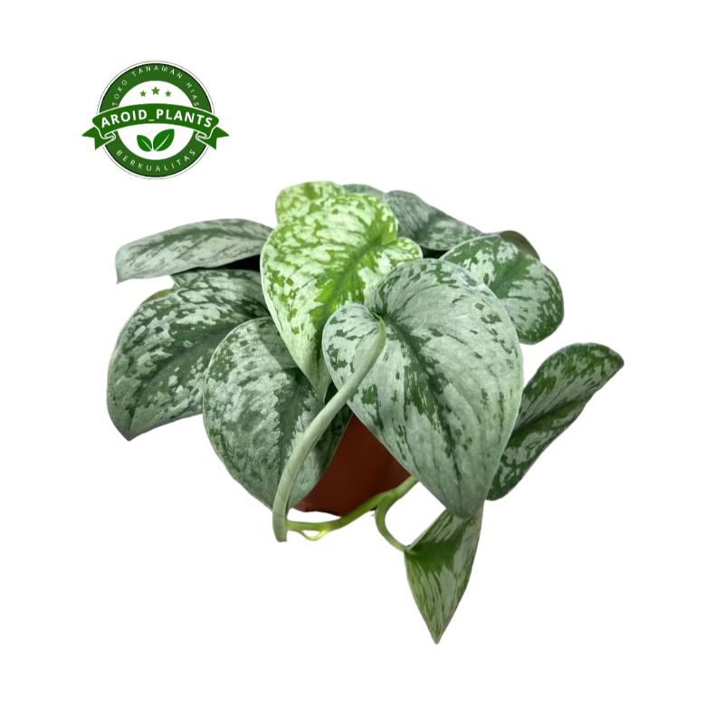 Tanaman Hias Scindapsus Exotica - Pohon Scindapsus Exotica