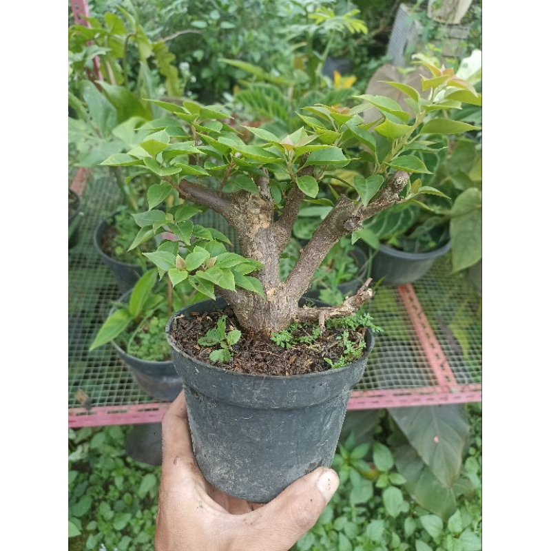 Bahan Bonsai Bougenville Singapore Mame Ori Prospek