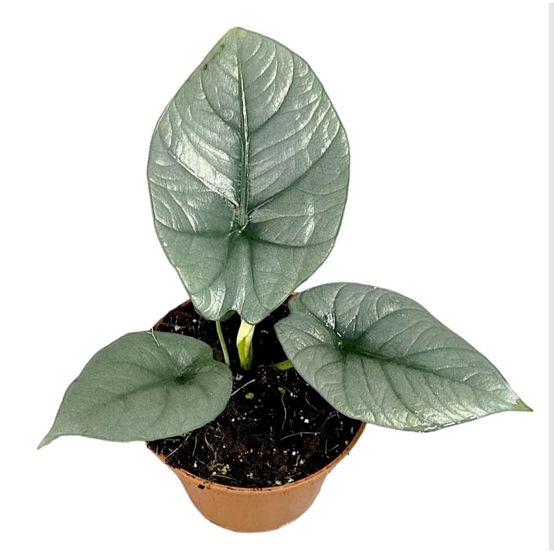 Alocasia nebula silver size anakan