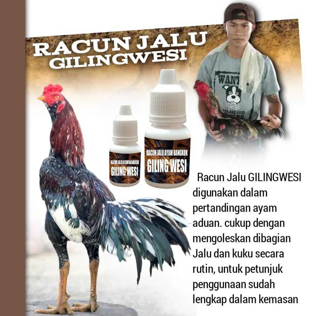 racun ayam bangkok giling wesi jago aduan mangon