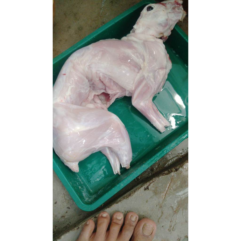 daging kelinci
