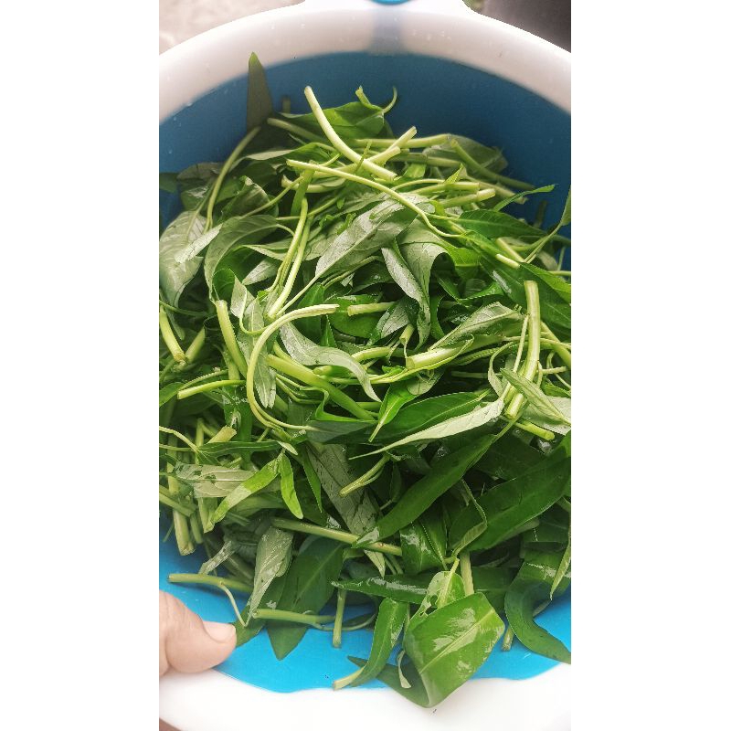 

[SUDAH DISIANG] Sayur Kangkung Segar Pontianak