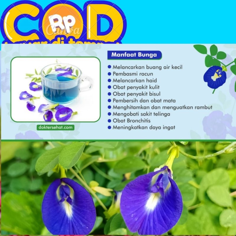 

bunga telang segar di petik saat di pesan perbunga