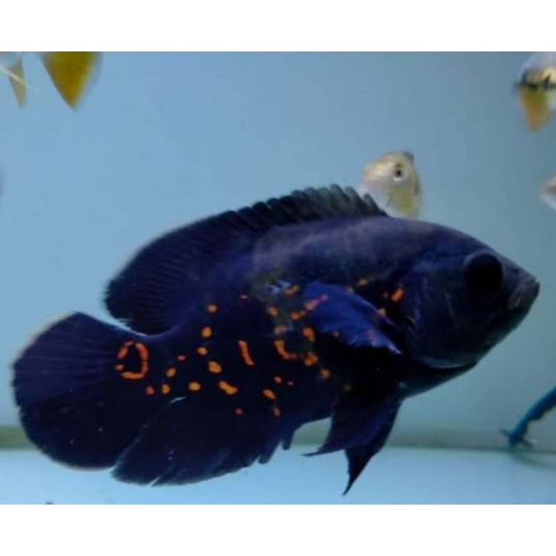 ikan Oscar Tiger batik size 2,3 jari