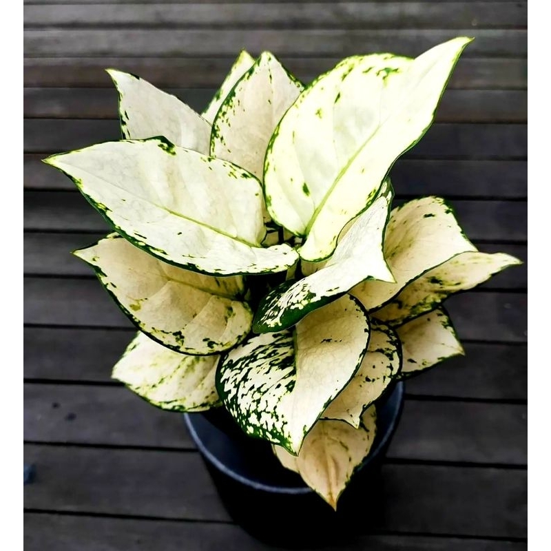 ( BISA COD ) Aglonema Super White Merah Mutasi Tanaman Hias Aglonema Aglaonema Super White Merah Mut