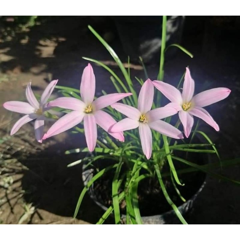 Rain lily first love