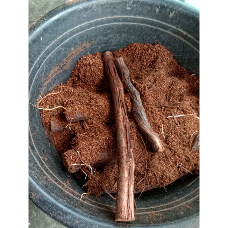 ROOSTOK/CUTTING ANGGUR ISABELLA ( Fres / Kalus by request )