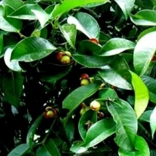 

HERBAL daun manggis segar per 10 lembar daun segar