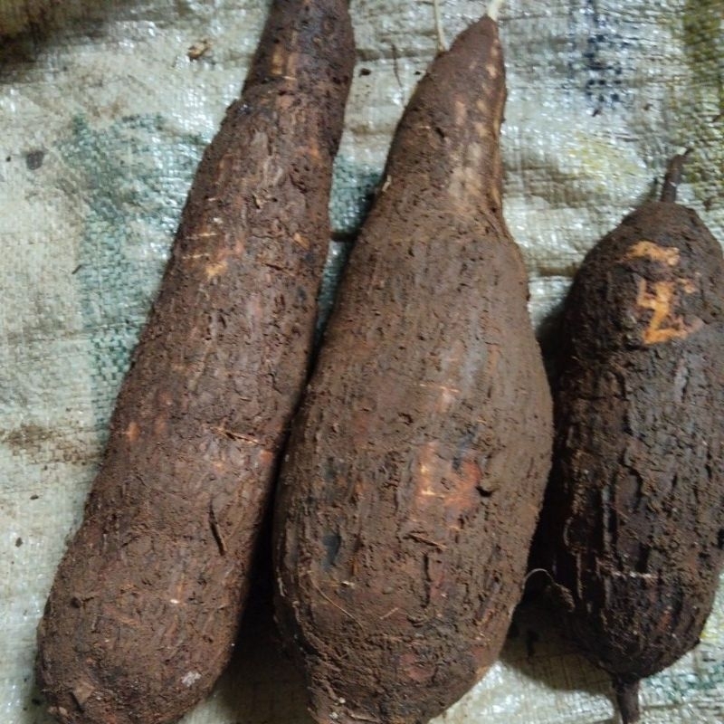 

Singkong racun sapi kuru untuk mengobati kangker